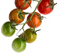 Tomatenrispe